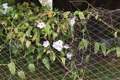 Thunbergia laurifolia