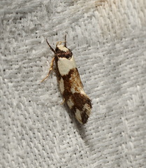 Coesyra hemiphragma
