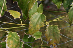 Thunbergia laurifolia