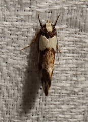 Coesyra hemiphragma
