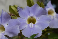 Thunbergia laurifolia