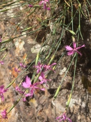 Dianthus arenarius