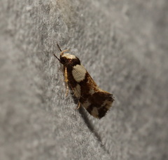 Coesyra hemiphragma