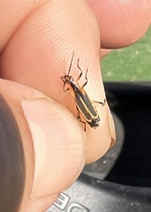 Chauliognathus marginatus