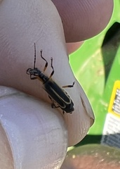 Chauliognathus marginatus