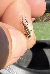 Chauliognathus marginatus