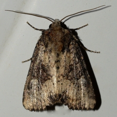 Mesapamea fractilinea