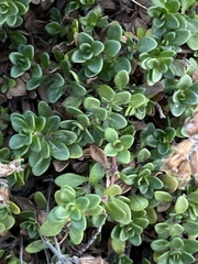 Thymus praecox britannicus