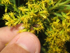 Microrhopala vittata