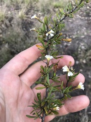 Scaevola spinescens