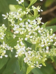 Lepidium latifolium