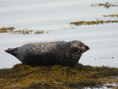 Phoca vitulina vitulina