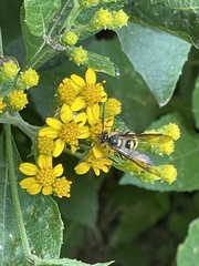 Xanthocampsomeris completa