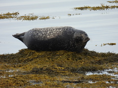 Phoca vitulina vitulina