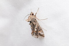 Chrysodeixis argentifera