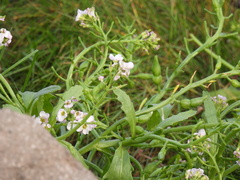 Cakile arctica