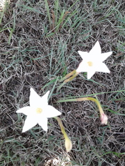 Zephyranthes chlorosolen