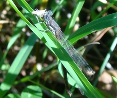 Lestes congener