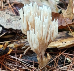 Lentaria micheneri