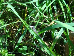 Lestes congener