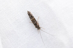 Hydrobiosidae
