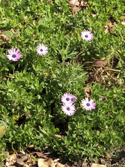 Dimorphotheca ecklonis