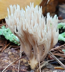 Lentaria micheneri