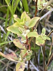 Ludwigia microcarpa
