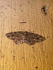 Ectropis crepuscularia