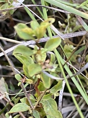 Ludwigia microcarpa