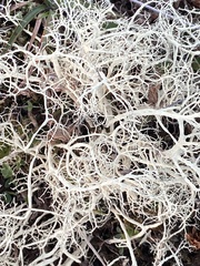 Alectoria ochroleuca