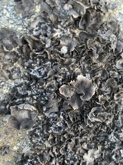 Umbilicaria cylindrica