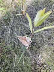 Asclepias ovalifolia