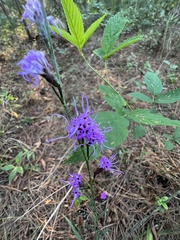 Liatris pilosa