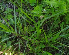 Anthoxanthum gracile