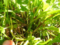 Anthoxanthum gracile