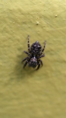 Pseudeuophrys erratica
