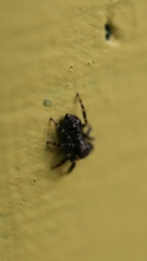Pseudeuophrys erratica