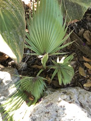 Washingtonia robusta