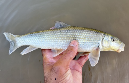 Greater jumprock (Moxostoma lachneri) — Catostomidae — 2