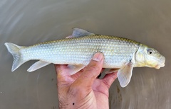 Moxostoma lachneri