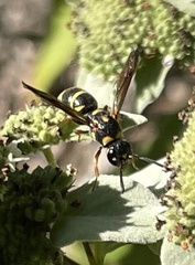 Parancistrocerus fulvipes