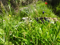 Anthoxanthum gracile