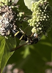 Parancistrocerus fulvipes