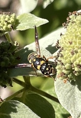 Parancistrocerus fulvipes