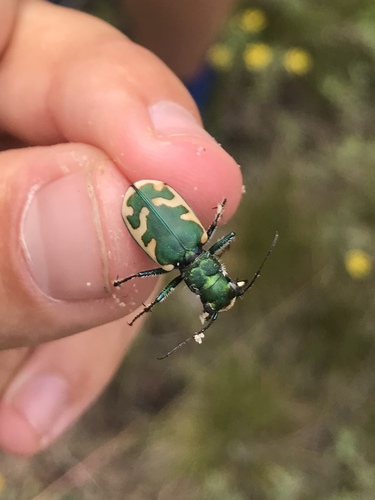 Big Sand Tiger Beetle
