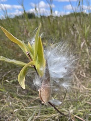 Asclepias ovalifolia