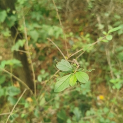Rhamnus globosa