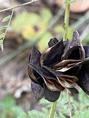 Desmanthus illinoensis