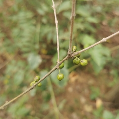 Rhamnus globosa